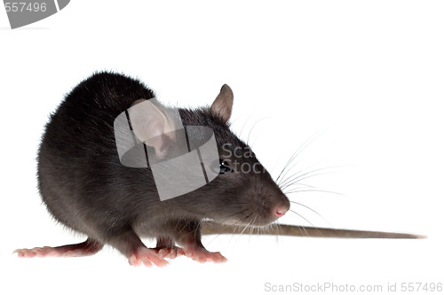 Image of small rat