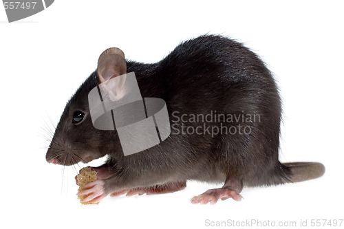 Image of hungry rat