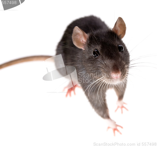 Image of rat