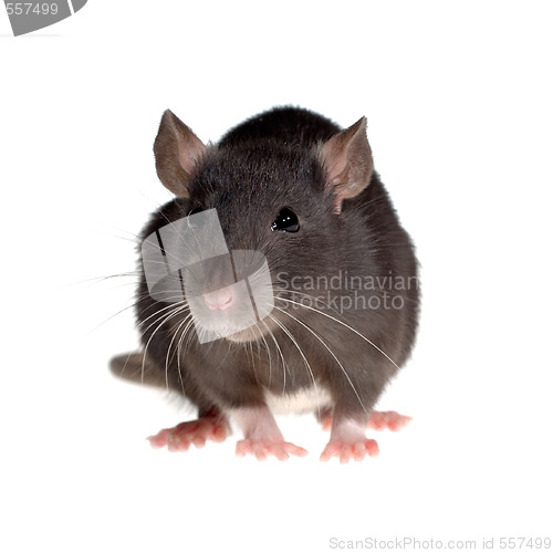 Image of funny rat