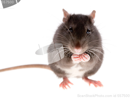 Image of rat