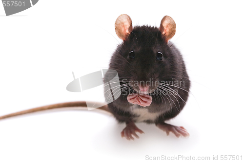 Image of rat