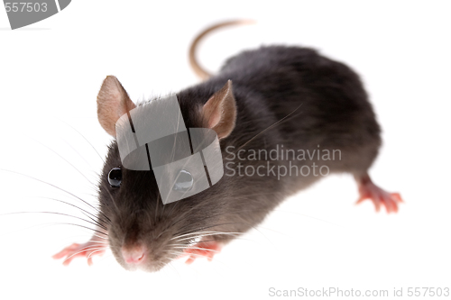 Image of rat