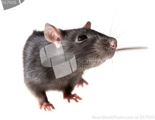 Image of rat