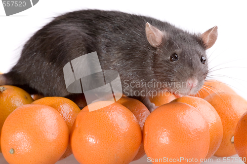 Image of rat and tangerines