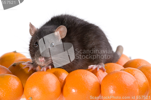 Image of rat and tangerines