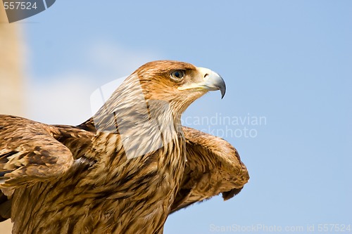 Image of hawk