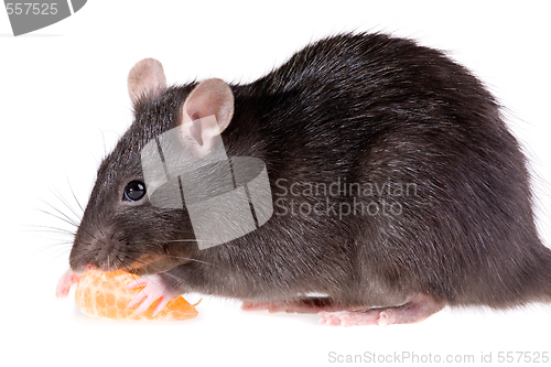 Image of rat and tangerine