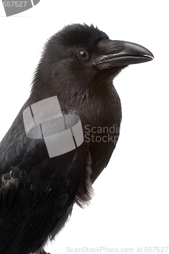 Image of raven