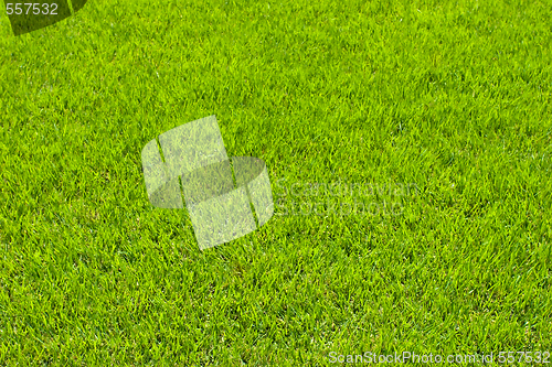 Image of green grass