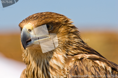 Image of hawk