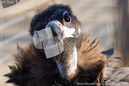 Image of Black vulture