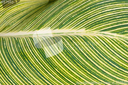Image of striped leaf