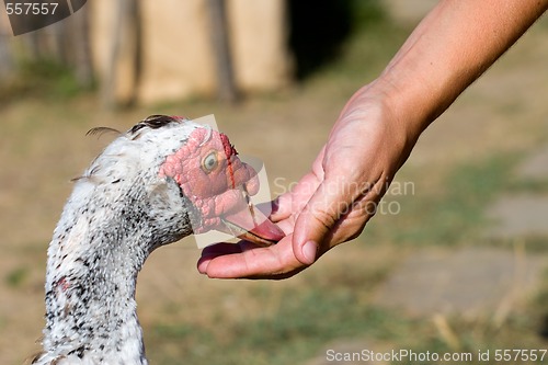 Image of feeding