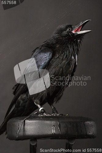 Image of raven