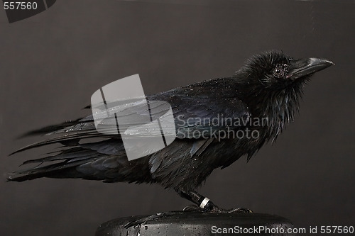Image of raven