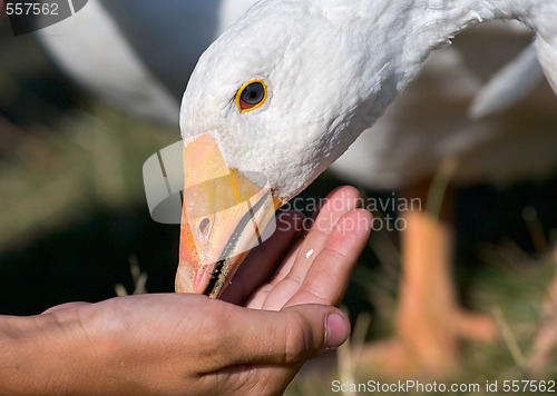 Image of feeding