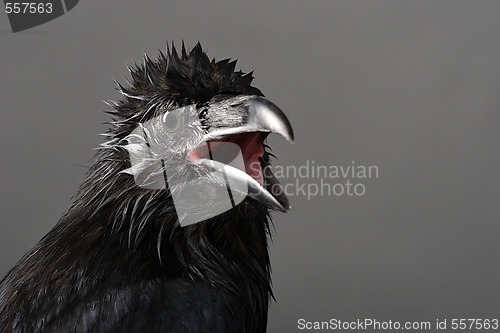 Image of raven