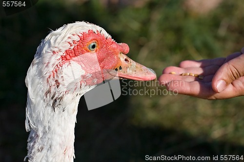 Image of feeding