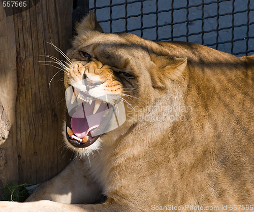 Image of mouth of lioness