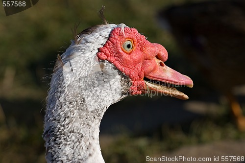 Image of muscovy duck