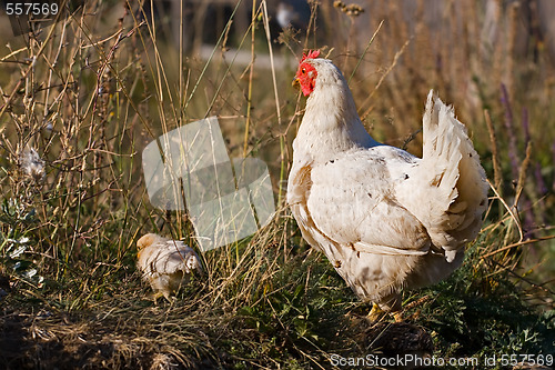 Image of hen with chicken