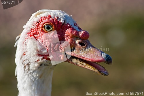 Image of muscovy duck 