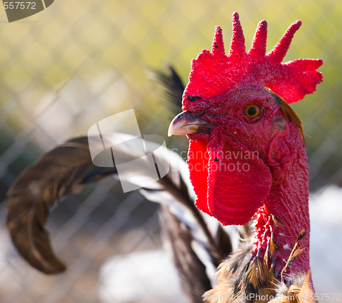 Image of cock