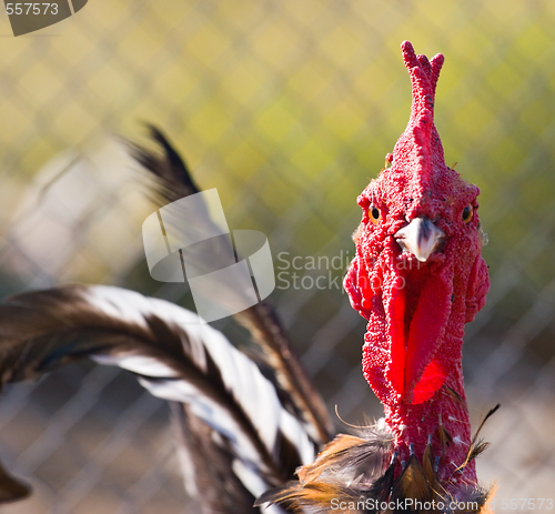 Image of cock