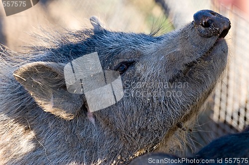 Image of pig