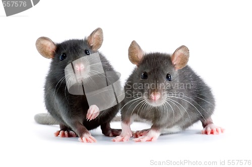 Image of rats