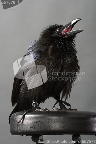 Image of black raven