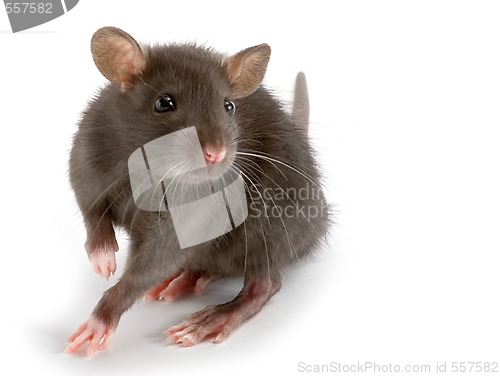 Image of rat