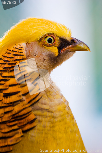 Image of golden pheasant