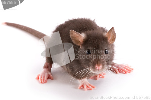 Image of rat