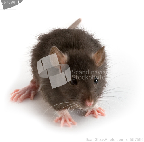 Image of rat