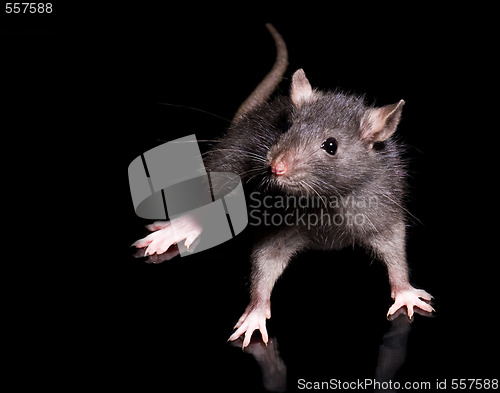 Image of rat