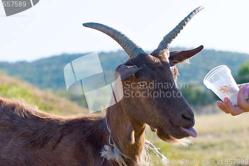 Image of feeding of a goat 