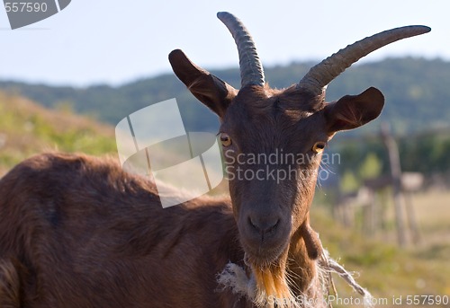 Image of brown goat