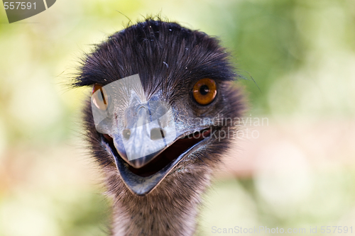 Image of ostrich