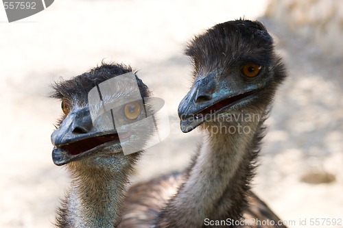 Image of ostriches