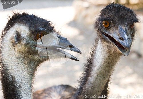 Image of ostriches