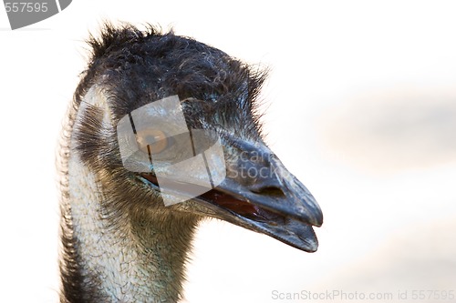 Image of ostrich