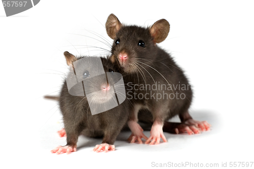 Image of rats