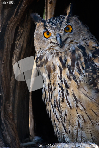 Image of eagle-owl