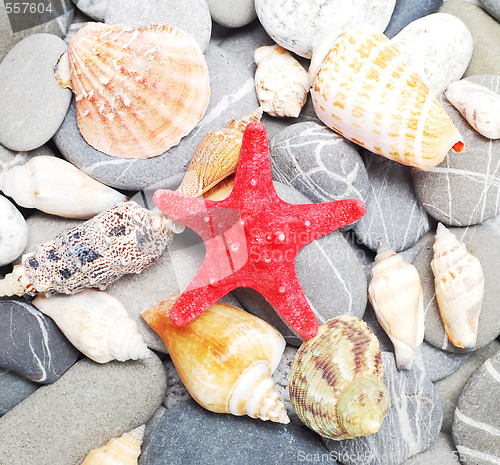 Image of pebbles and seashells