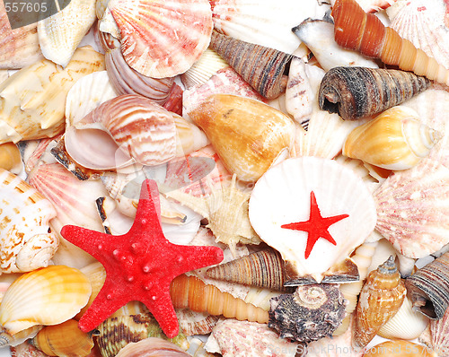 Image of seashells and starfish