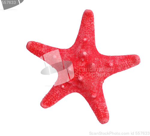 Image of starfish