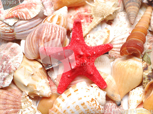 Image of starfish and seashells