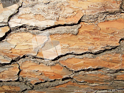 Image of wooden bark